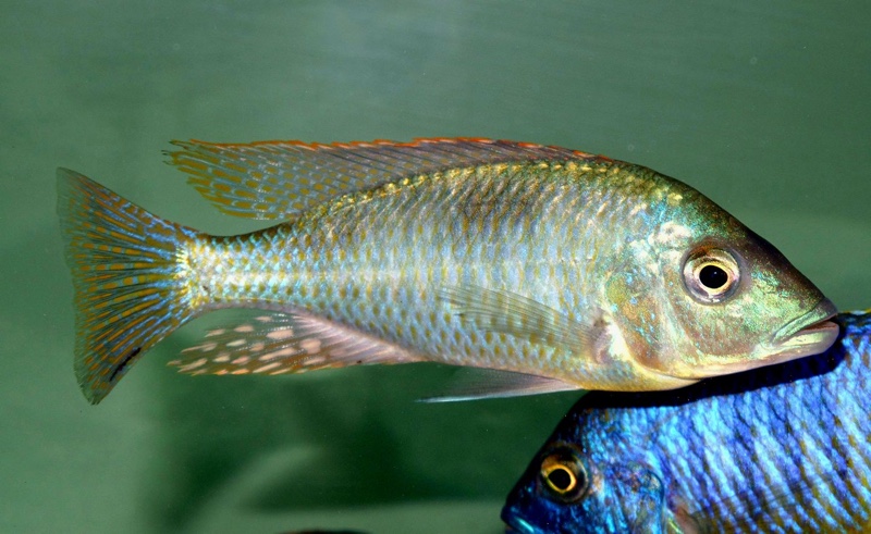 Hemitilapia oxyrhynchus